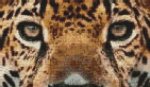 (image for) Jaguar Eyes